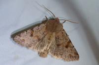 Orthosia incerta