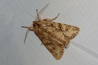 Xylocampa areola