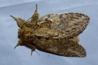 Peridea anceps