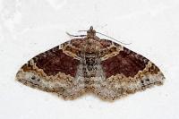 Xanthorhoe spadicearia