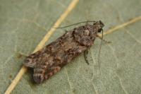 Teleiopsis diffinis