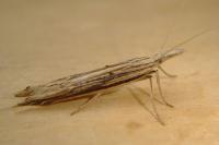 Ypsolopha mucronella