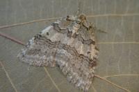 Epirrita