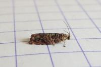 Gypsonoma minutana
