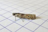 Ancylosis oblitella
