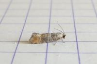 Clavigesta purdeyi