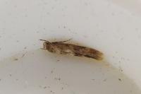 Mompha epilobiella