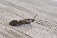 Esperia sulphurella