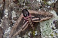 Sphinx ligustri