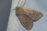 Orthosia cruda