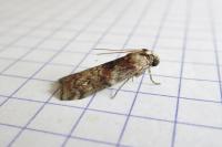 Phycita roborella