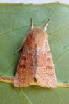 Orthosia miniosa