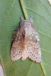 Stauropus fagi
