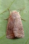 Orthosia cruda