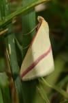Rhodometra sacraria