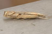 Agriphila geniculea