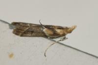 Ancylosis cinnamomella