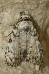 Meganola strigula