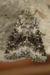 Hecatera bicolorata