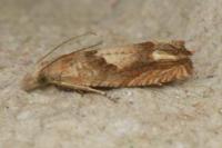 Eucosma conterminana