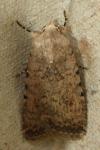 Caradrina clavipalpis