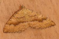 Camptogramma bilineata