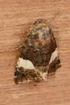 Tyta luctuosa