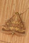 Ostrinia nubilalis/scapulalis
