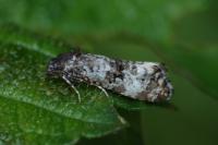 Hysterophora maculosana