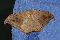 Drepana falcataria