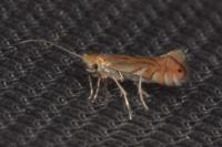 Phyllonorycter quercifoliella