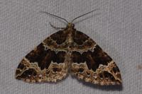 Lampropteryx suffumata