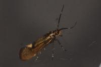 Esperia sulphurella
