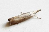 Chrysoteuchia culmella