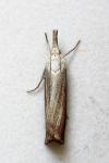 Chrysoteuchia culmella