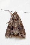 Apamea monoglypha