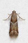 Nyctegretis lineana