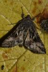 Autographa gamma