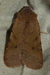 Agrochola lychnidis
