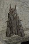 Lithophane leautieri