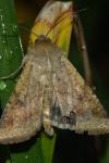 Helicoverpa armigera