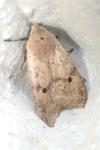 Leptologia blidaensis