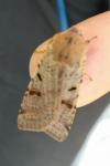 Agrochola lychnidis