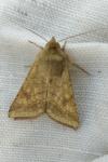 Helicoverpa armigera