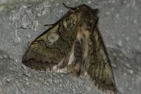 Achlya flavicornis