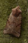 Spudaea ruticilla