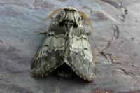 Drymonia ruficornis