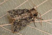 Polyploca ridens