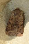 Spudaea ruticilla