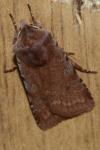 Cerastis rubricosa